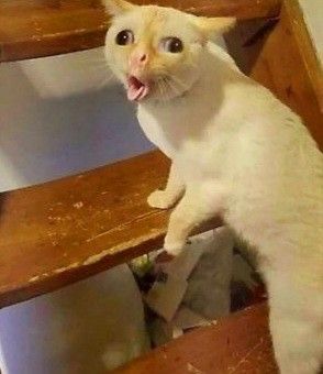 How lil kids cough